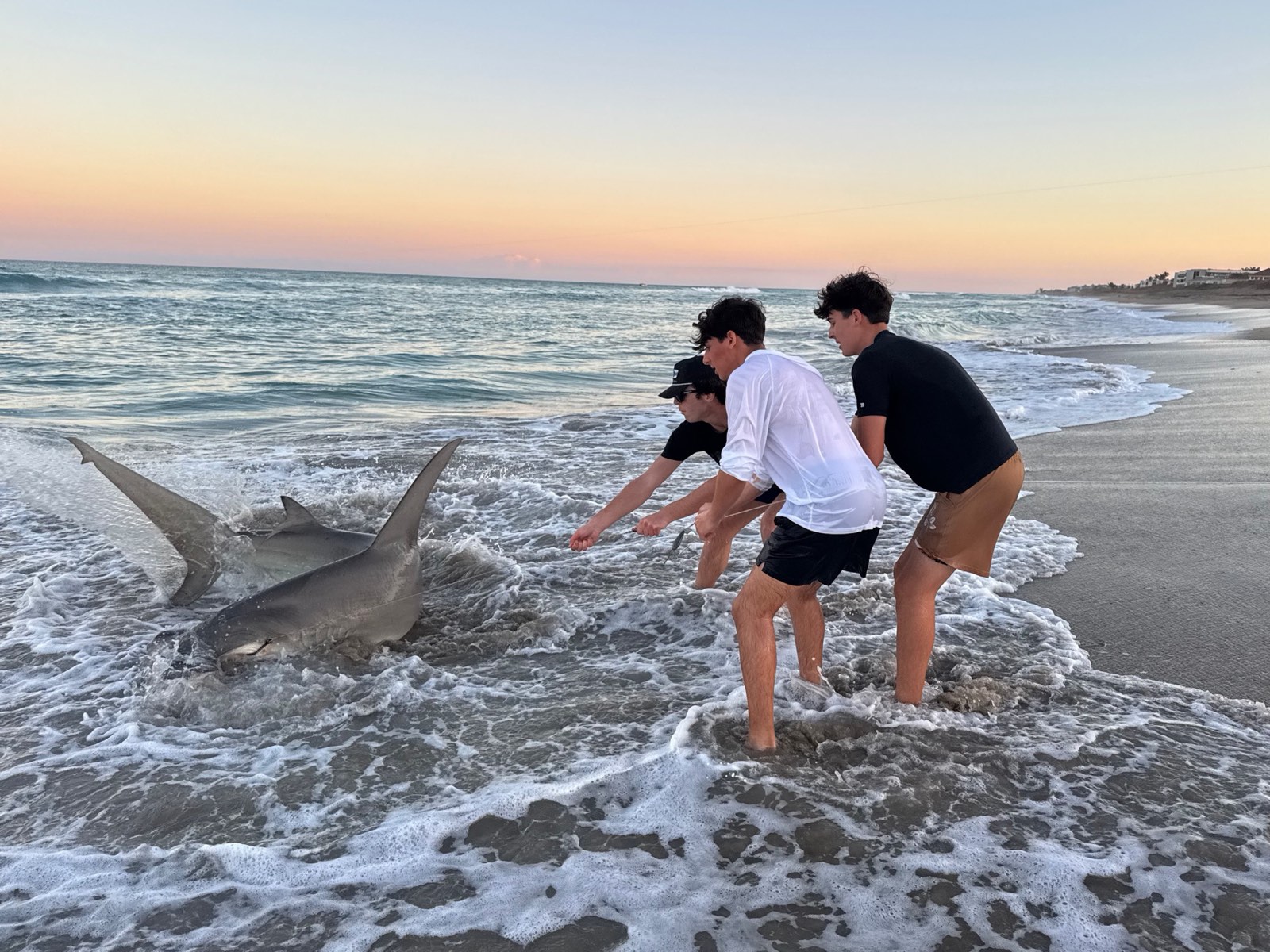 Hammerhead shark catch on the beach — The Showdown trip