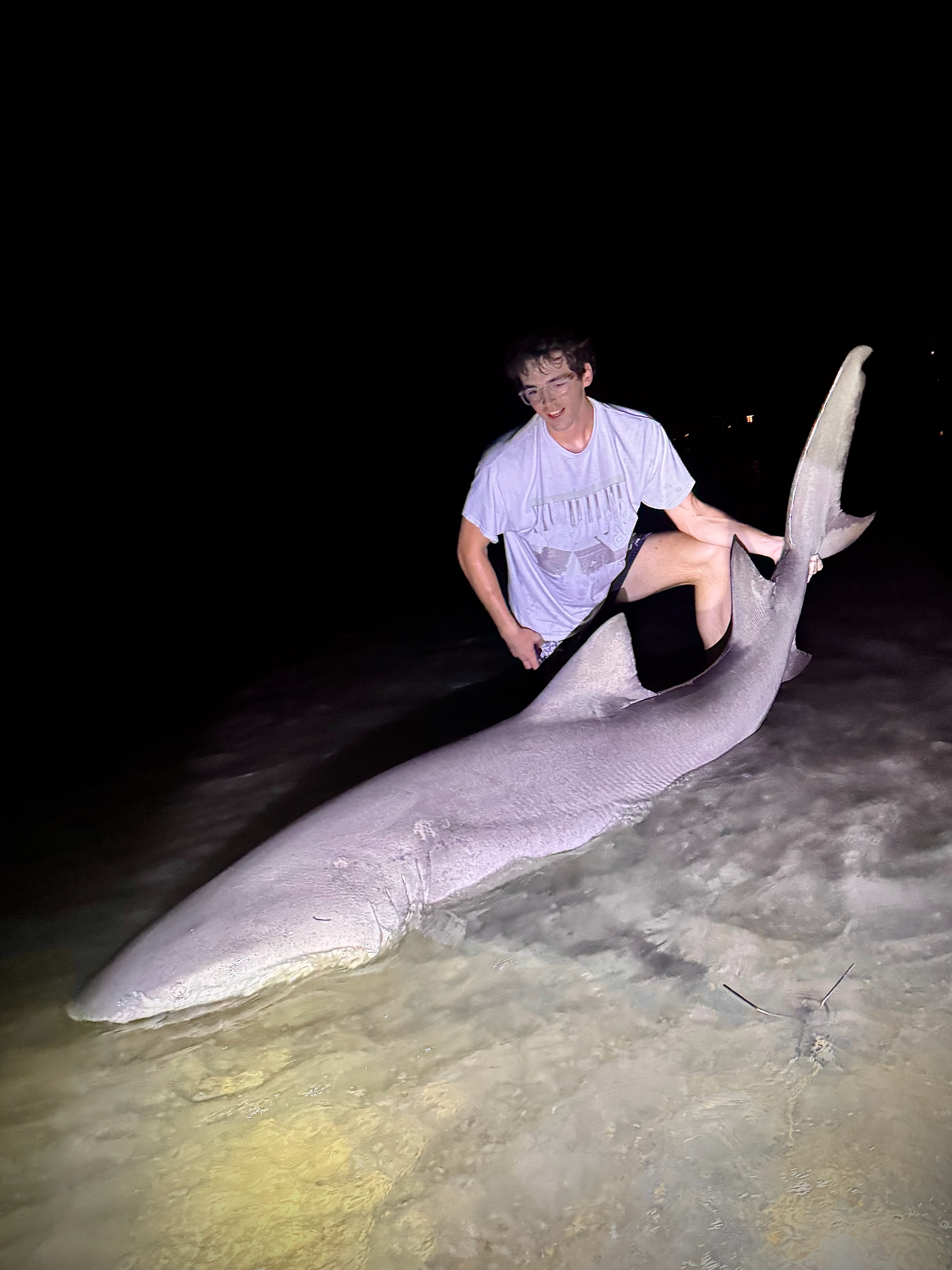 Night lemon shark catch